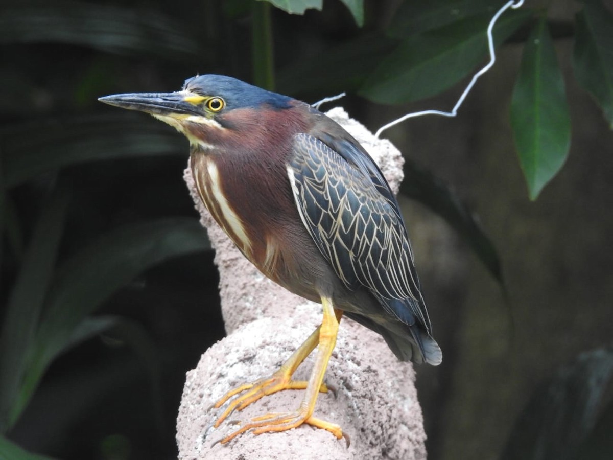 Green Heron - ML638357015