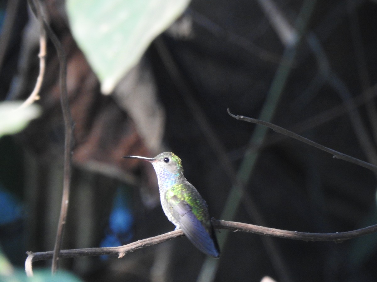 hvithakekolibri - ML638357033