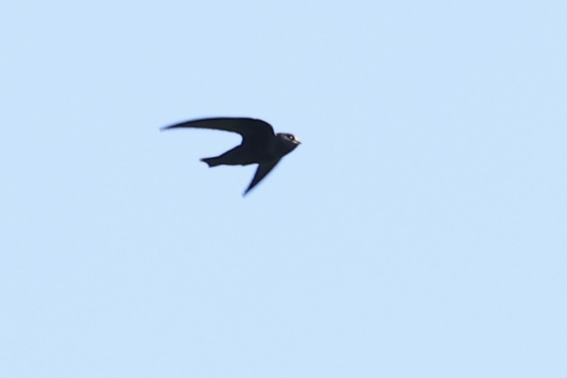 Golondrina Purpúrea - ML638357034