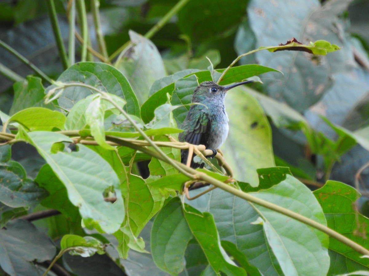 hvithakekolibri - ML638357036