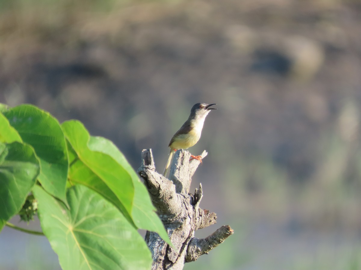 gulbukprinia - ML638357038
