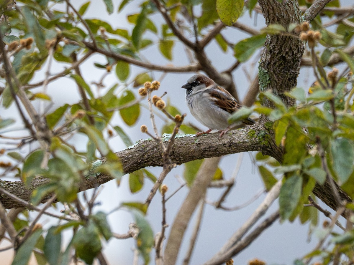 House Sparrow - ML638357043