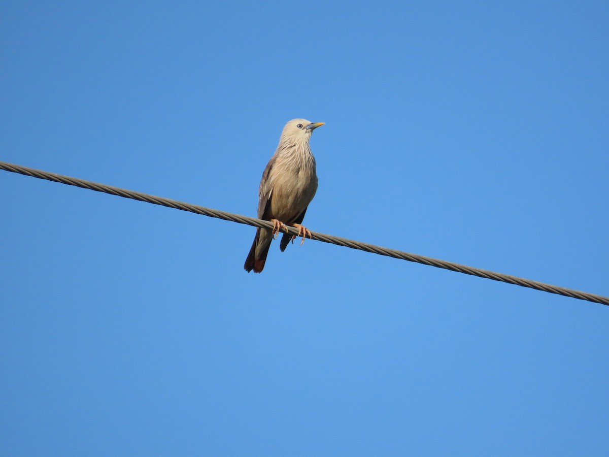 Chestnut-tailed Starling - ML638357069