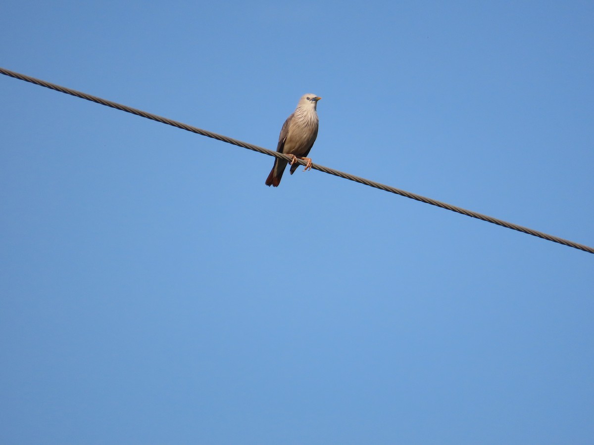 Chestnut-tailed Starling - ML638357070