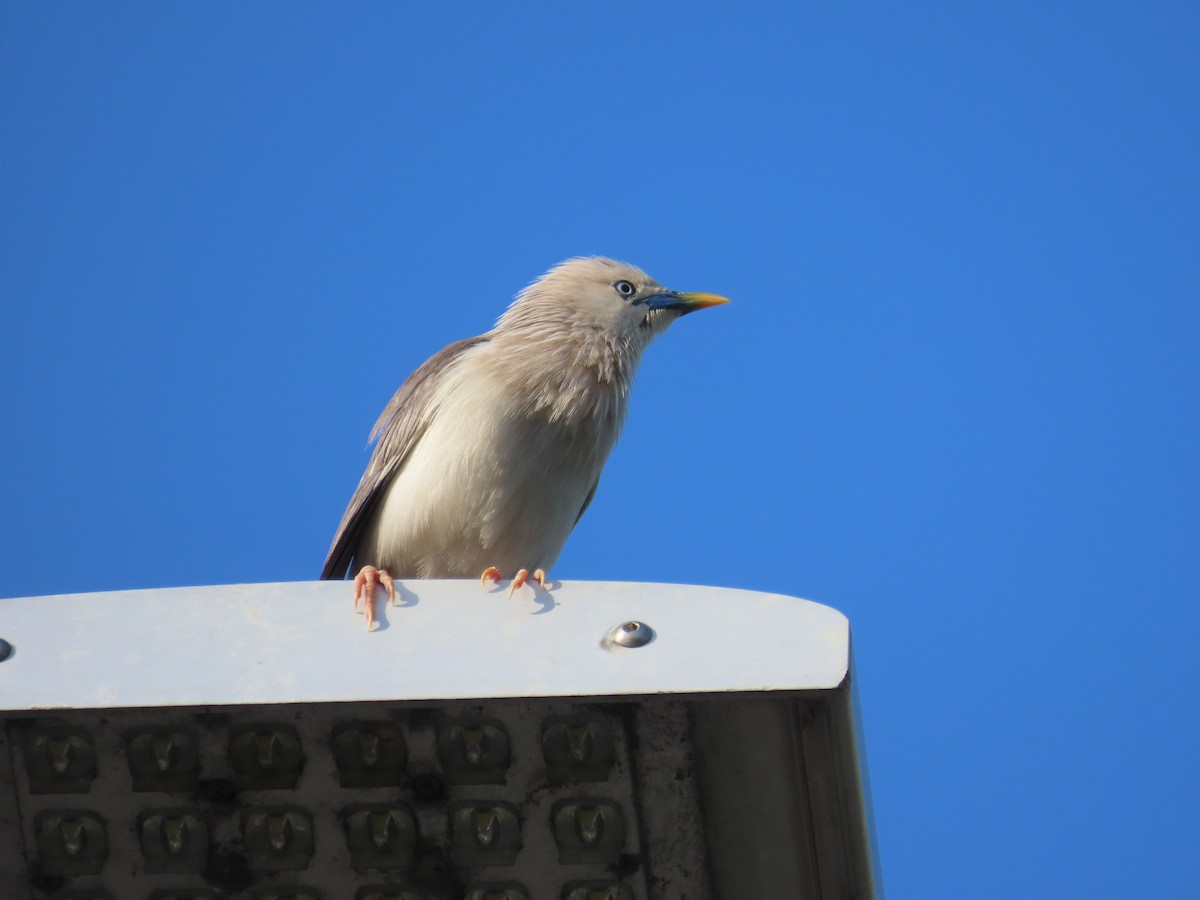 Chestnut-tailed Starling - ML638357071