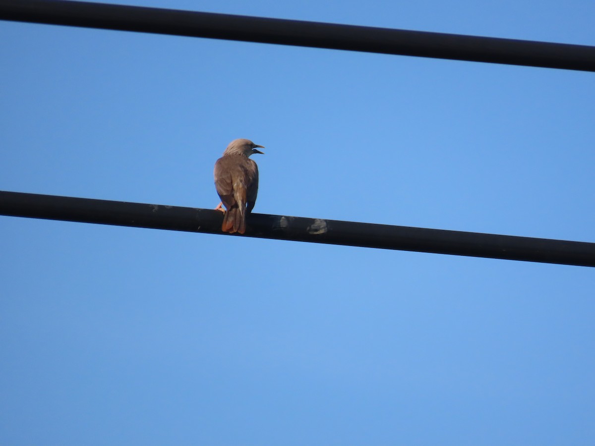 Chestnut-tailed Starling - ML638357072