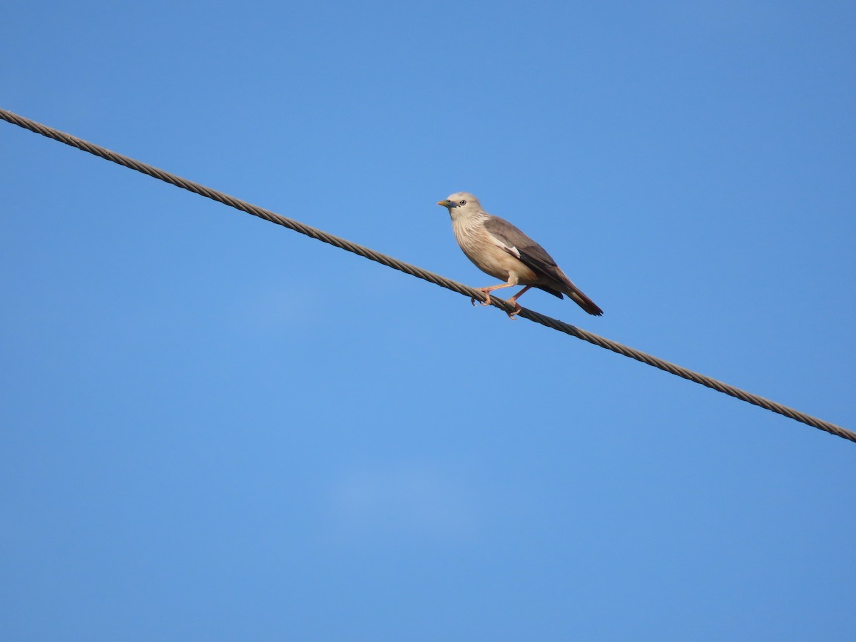 Chestnut-tailed Starling - ML638357080