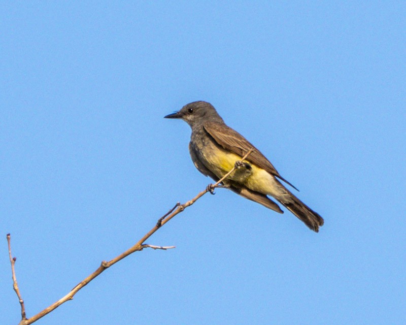 Cassinkönigstyrann - ML638357110