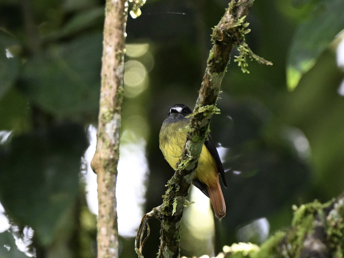 Ornate Flycatcher (Eastern) - ML638357112