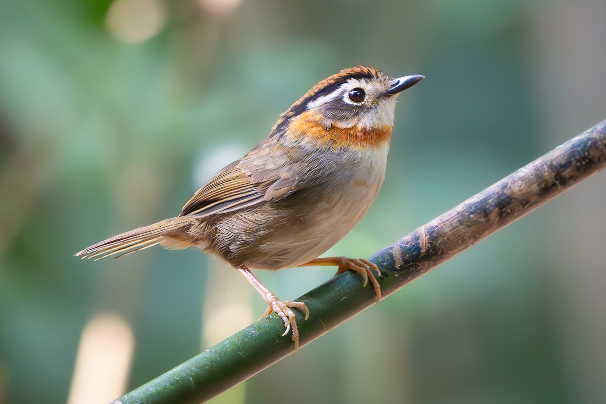 halsbåndfulvetta - ML638357113