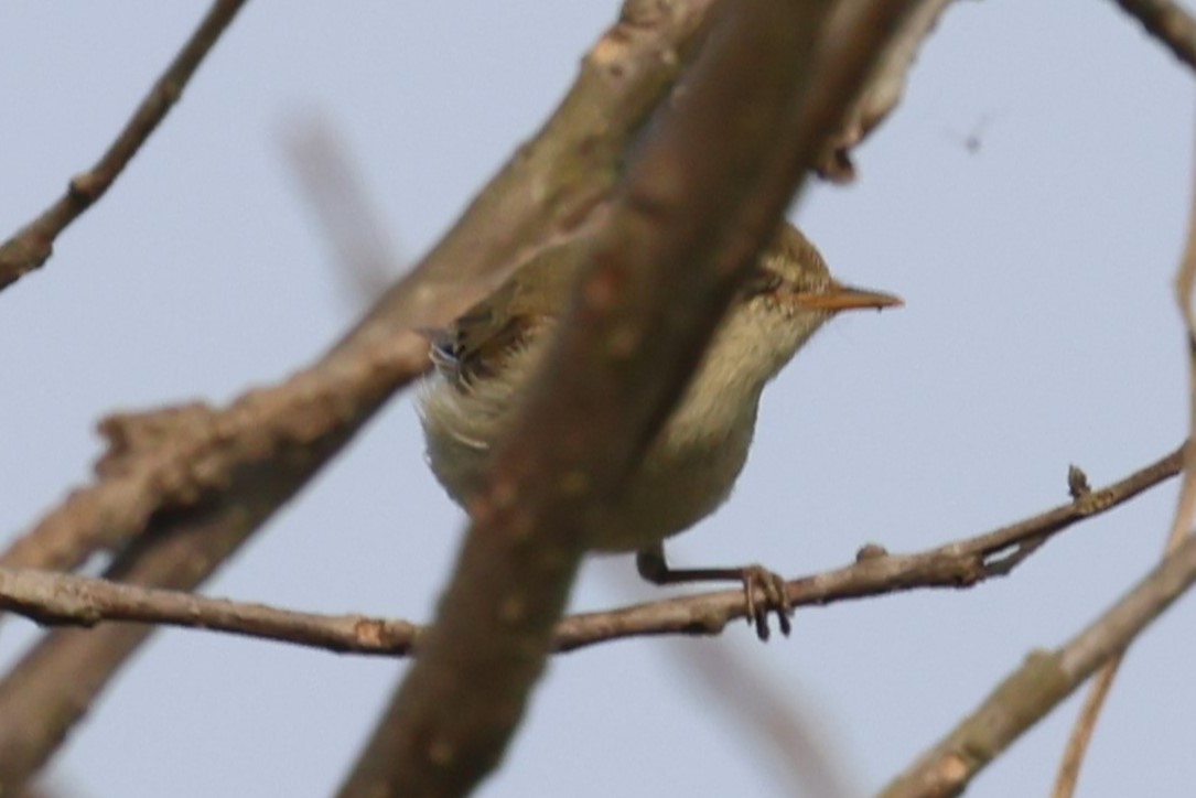 Greenish Warbler - ML638357133