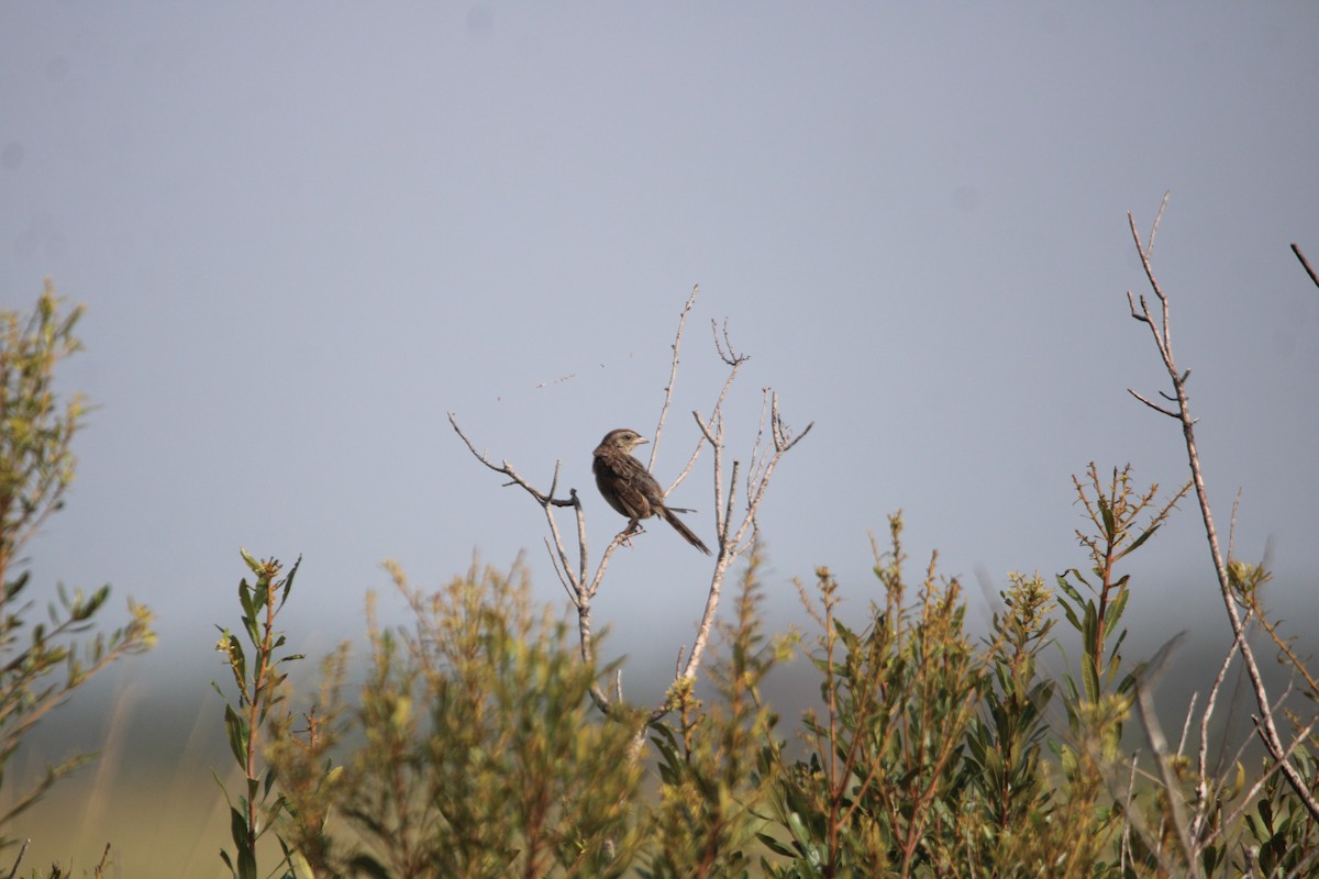 Bachman's Sparrow - ML638357134