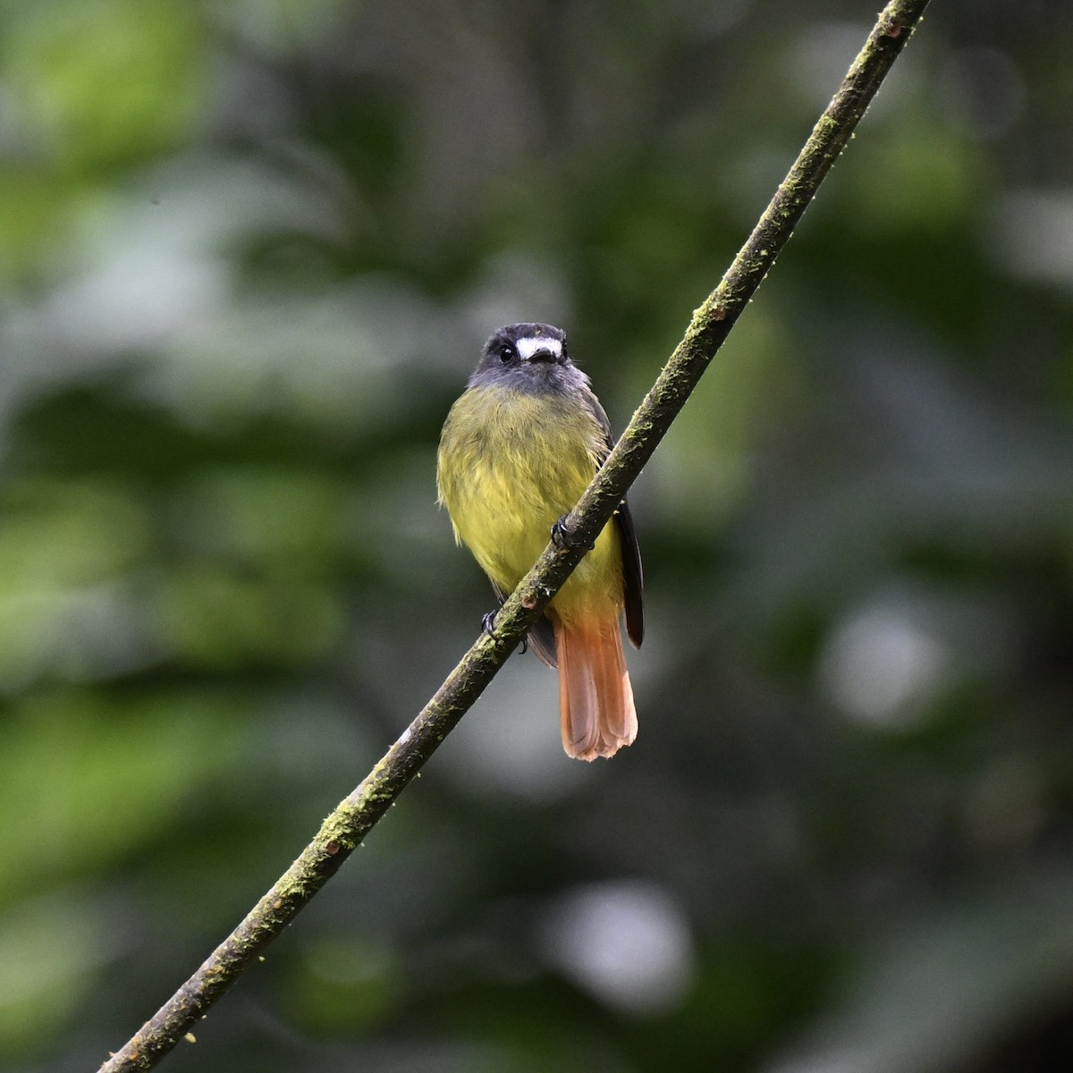 Ornate Flycatcher (Eastern) - ML638357136