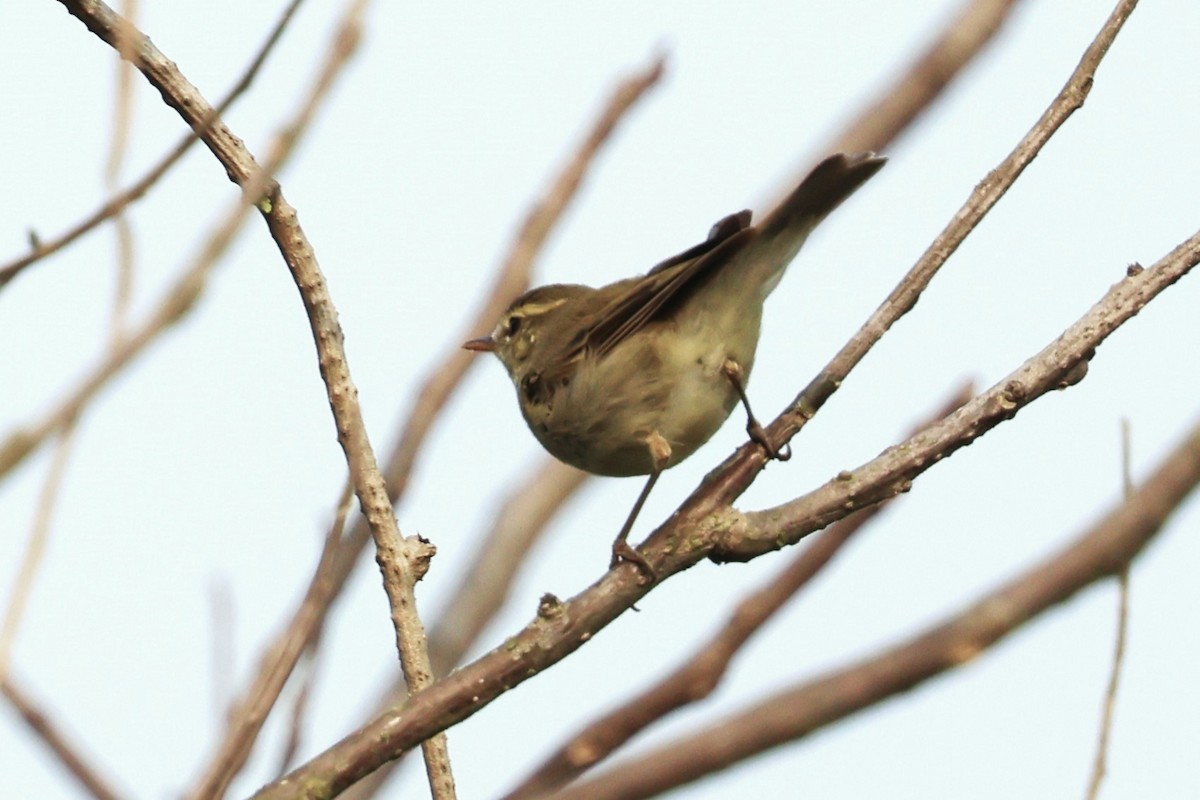 Greenish Warbler - ML638357137
