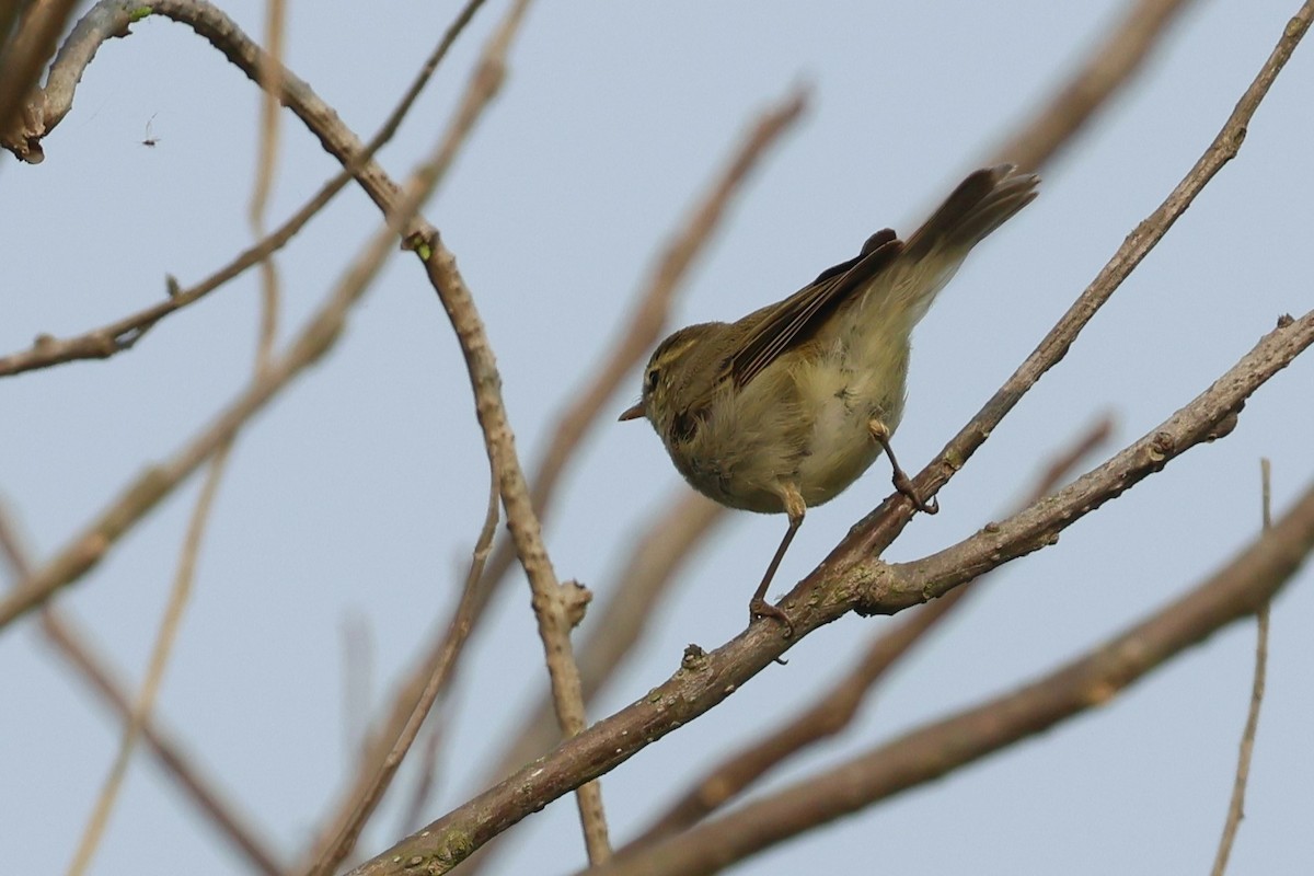 Greenish Warbler - ML638357142