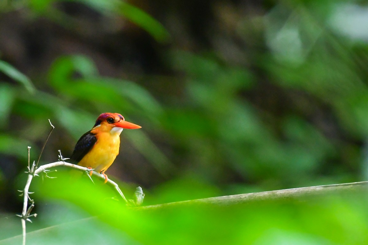 Black-backed Dwarf-Kingfisher - ML638357147
