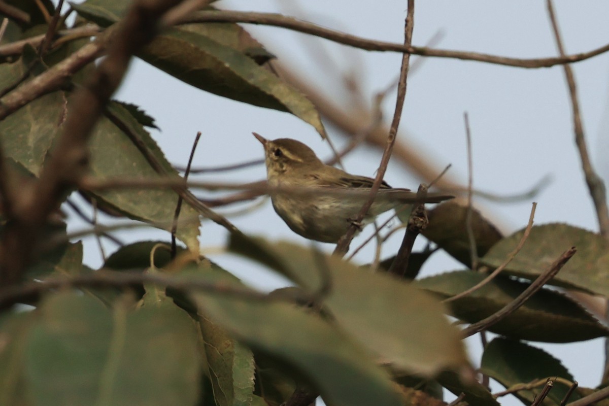 Greenish Warbler - ML638357158