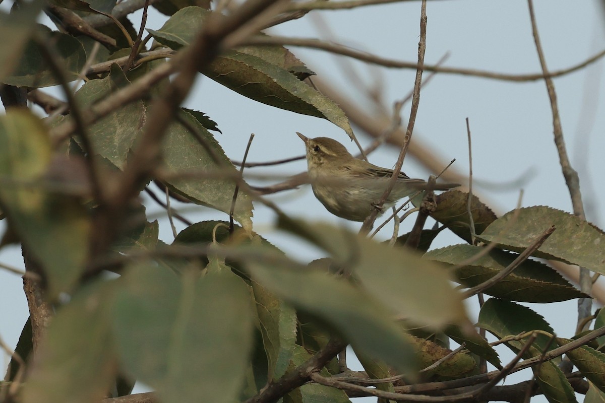 Greenish Warbler - ML638357168