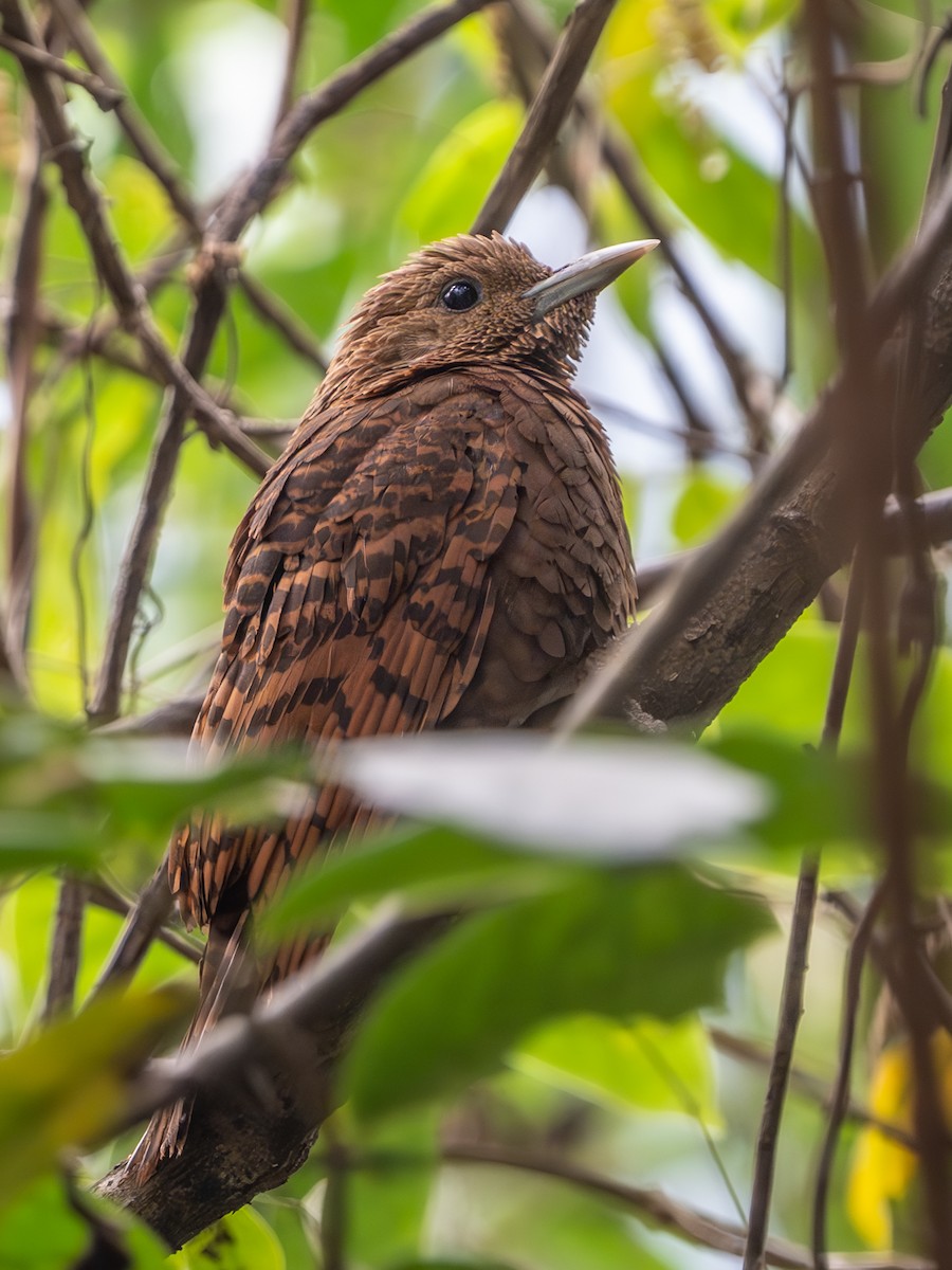Rufous Woodpecker - ML638357180