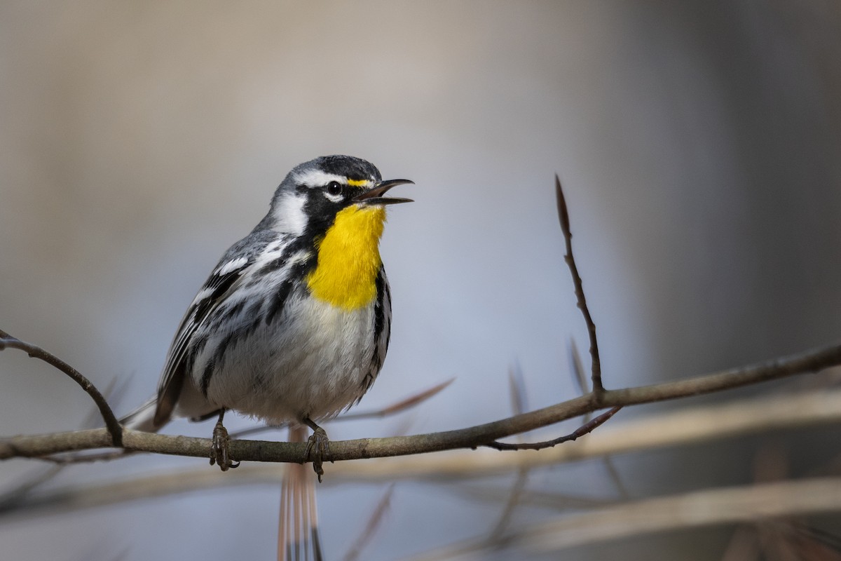 gulstrupeparula - ML638357210