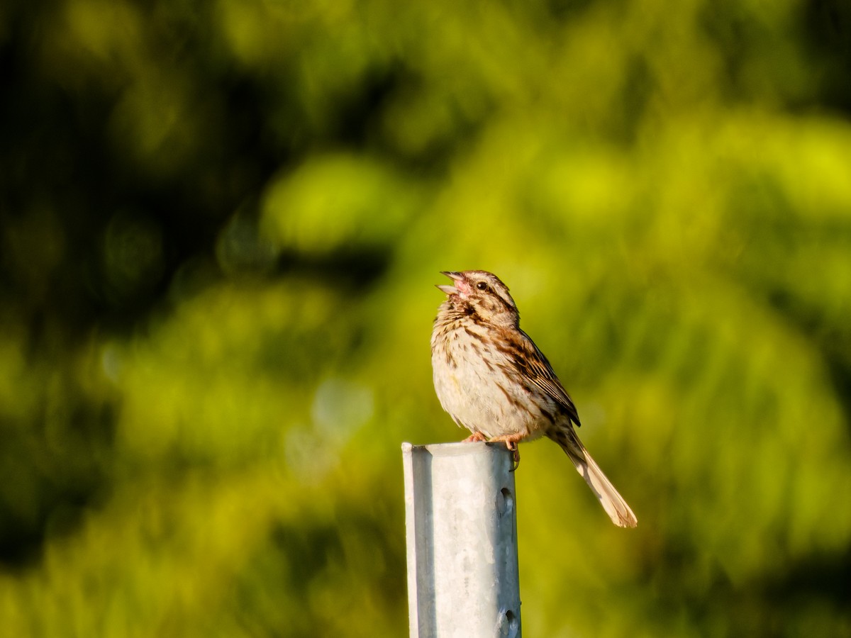 Song Sparrow - ML638357216