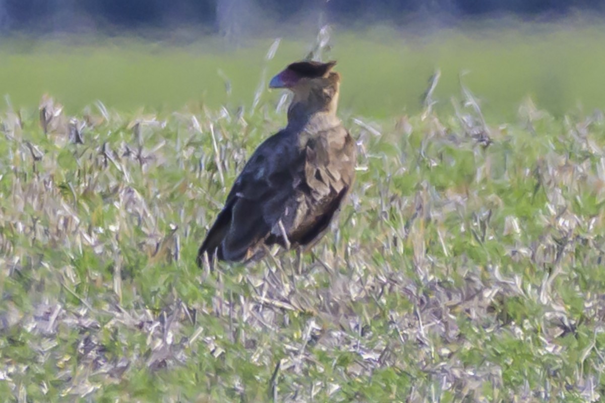 Caracara Carancho - ML638357238
