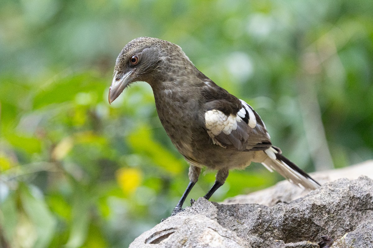 White-winged Magpie - ML638357241