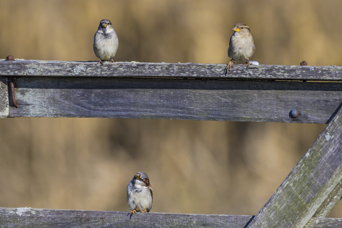 House Sparrow - ML638357270