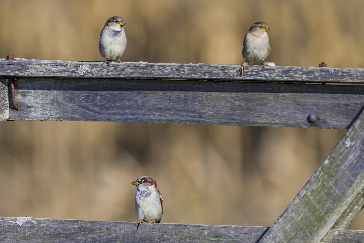 House Sparrow - ML638357278