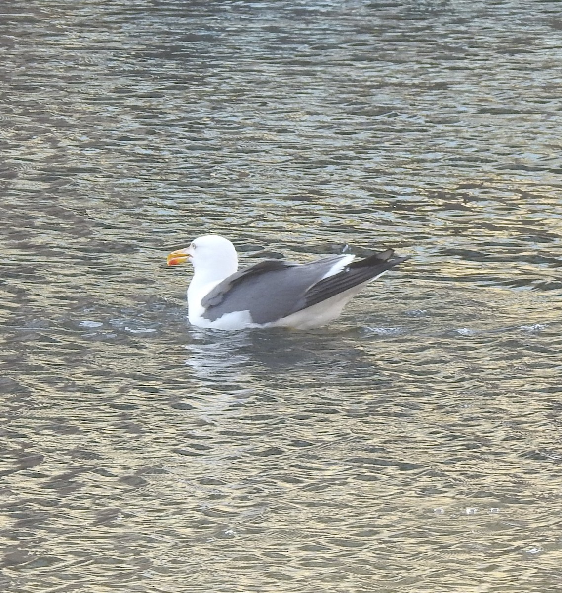 Lesser Black-backed Gull - ML638357294