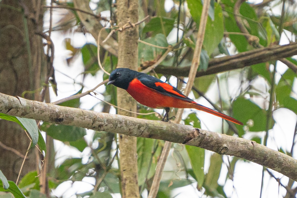 Kırmızı Minivet - ML638357309