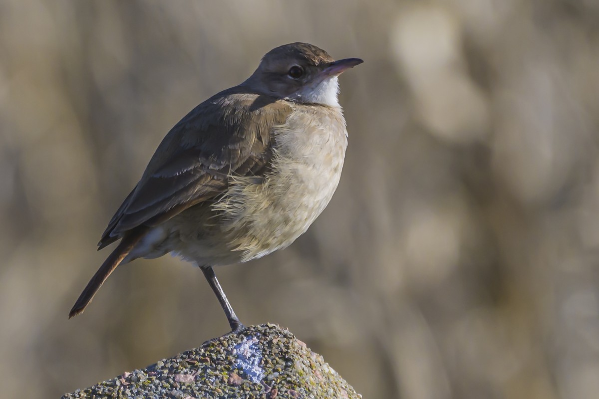 Rufous Hornero - ML638357311