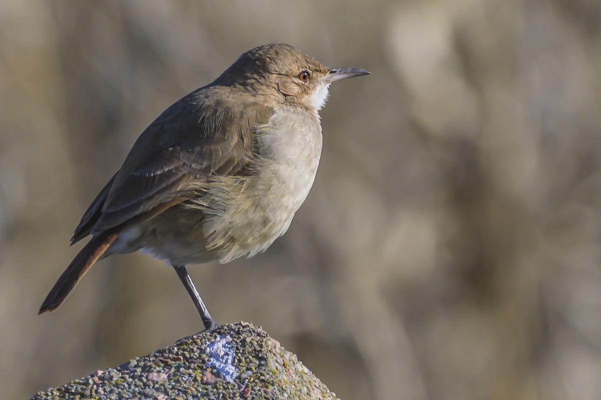 Rufous Hornero - ML638357312