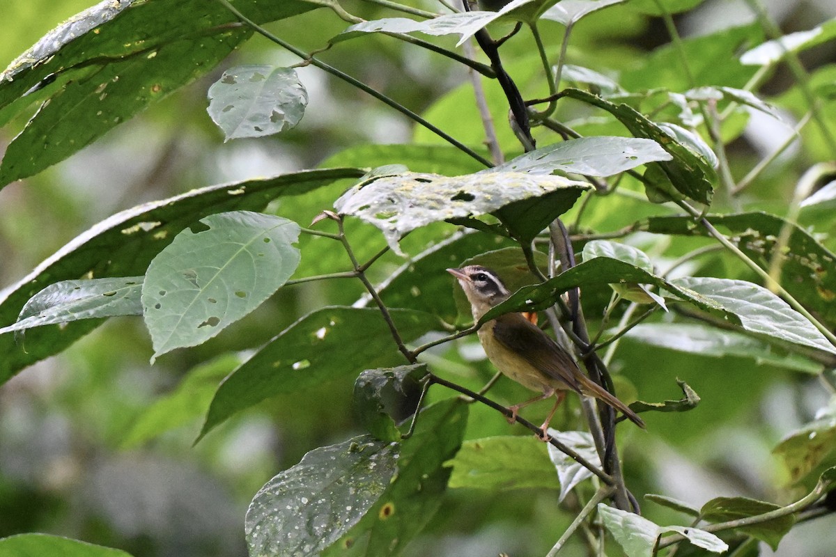 Three-striped Warbler (Three-striped) - ML638357316