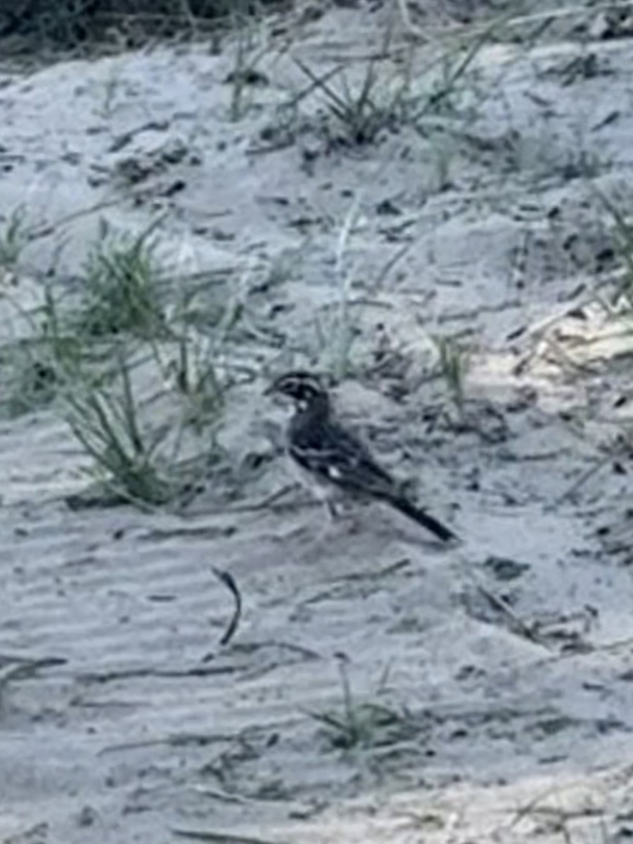 Lark Sparrow - ML638357337