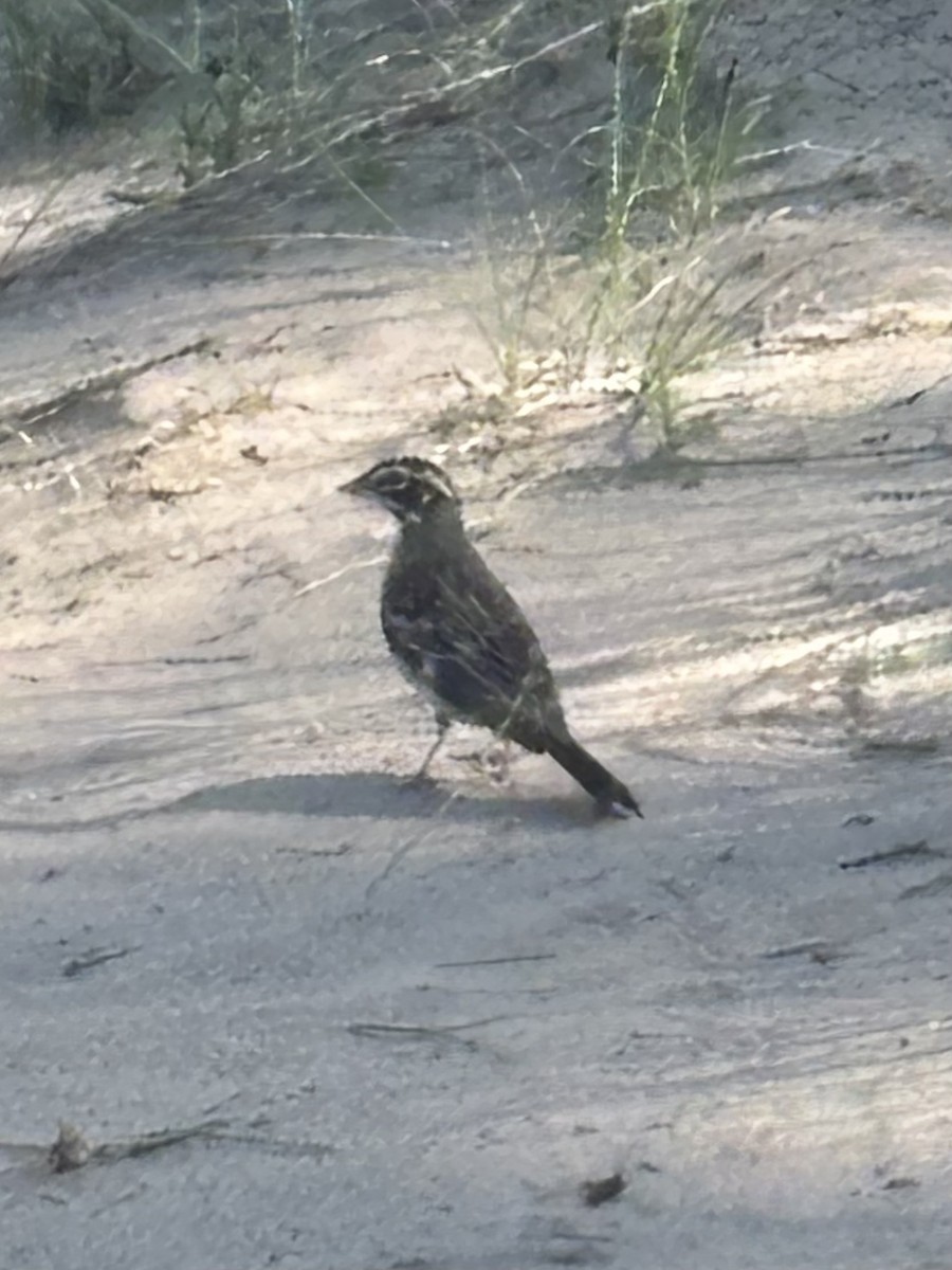 Lark Sparrow - ML638357338