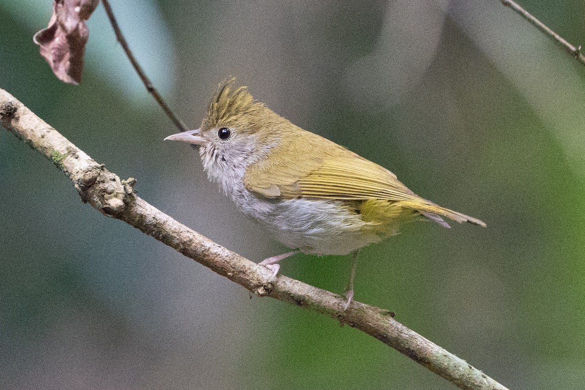 White-bellied Erpornis - ML638357343