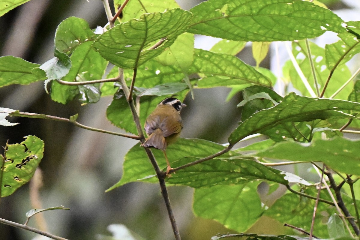 Three-striped Warbler (Three-striped) - ML638357358