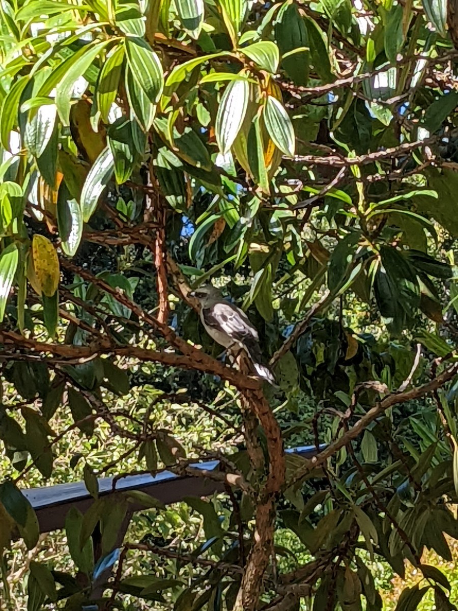 Tropical Mockingbird - ML638357376
