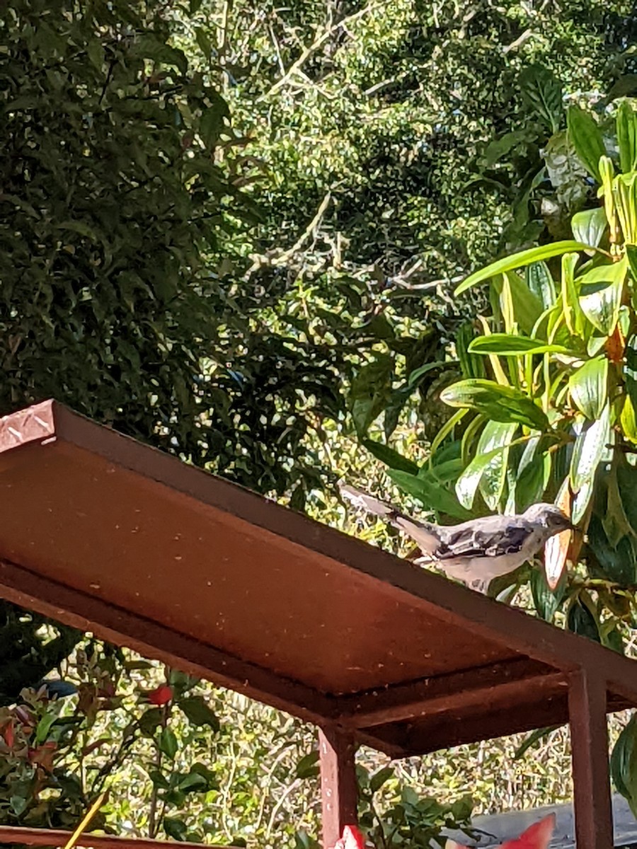 Tropical Mockingbird - ML638357377