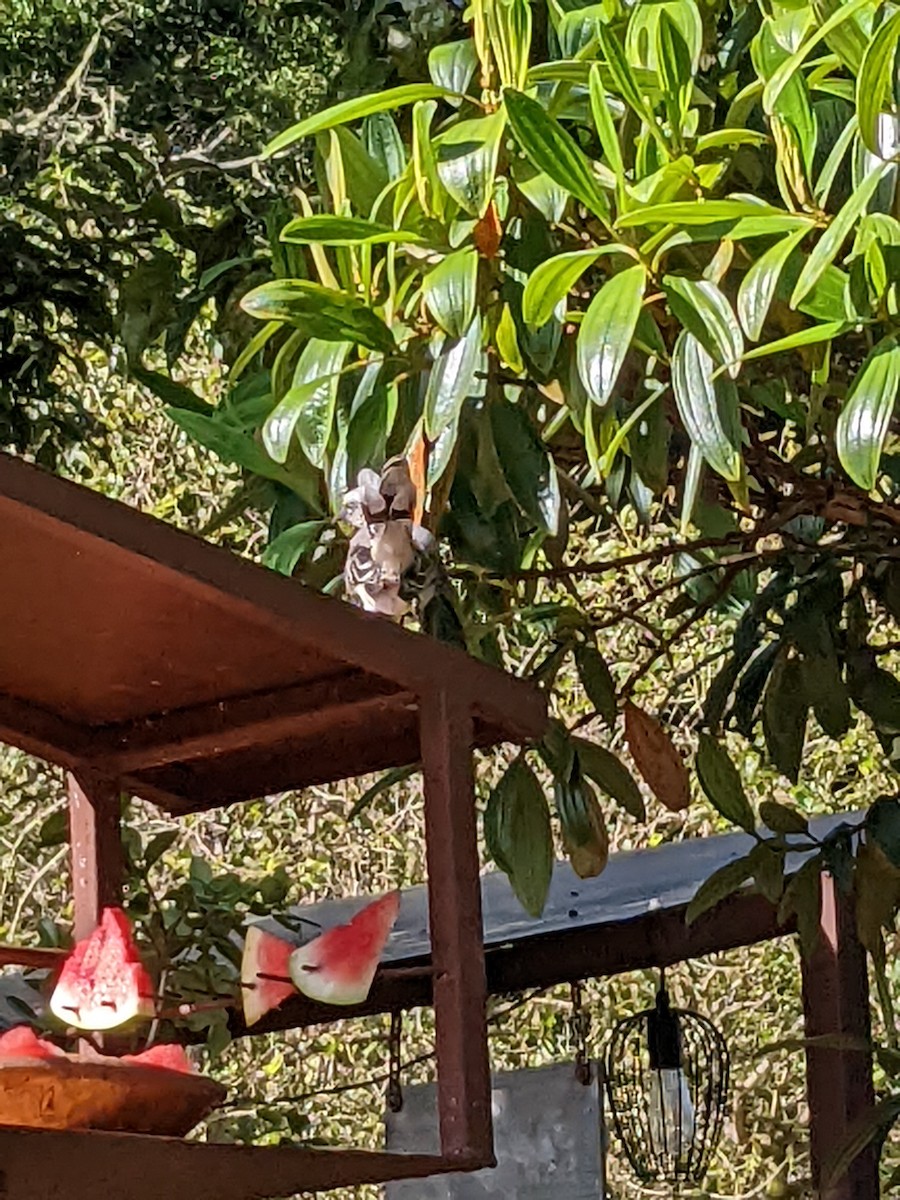 Tropical Mockingbird - ML638357378