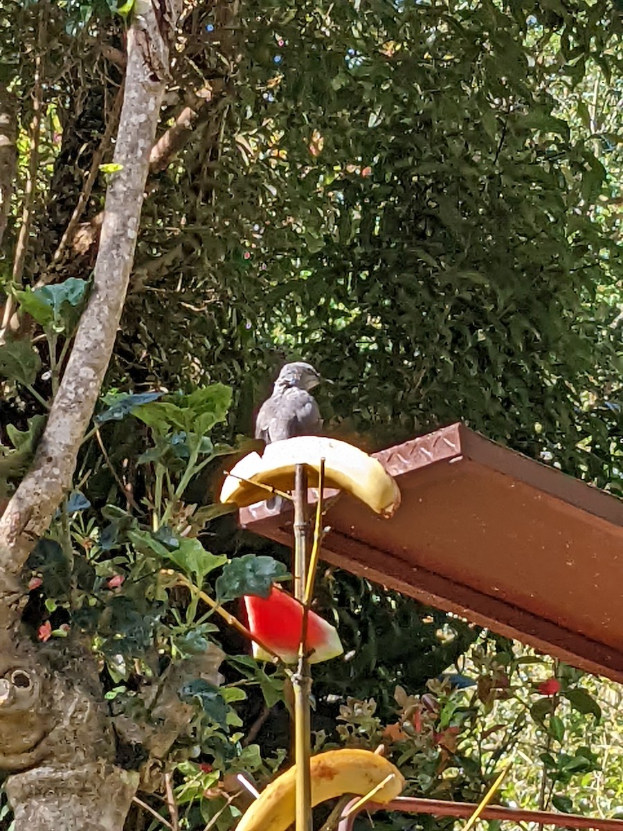 Tropical Mockingbird - ML638357379