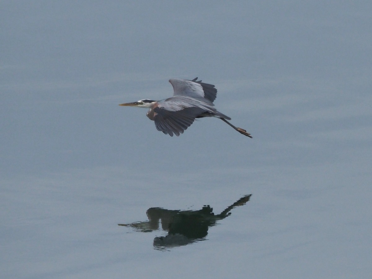 Great Blue Heron - ML638357384