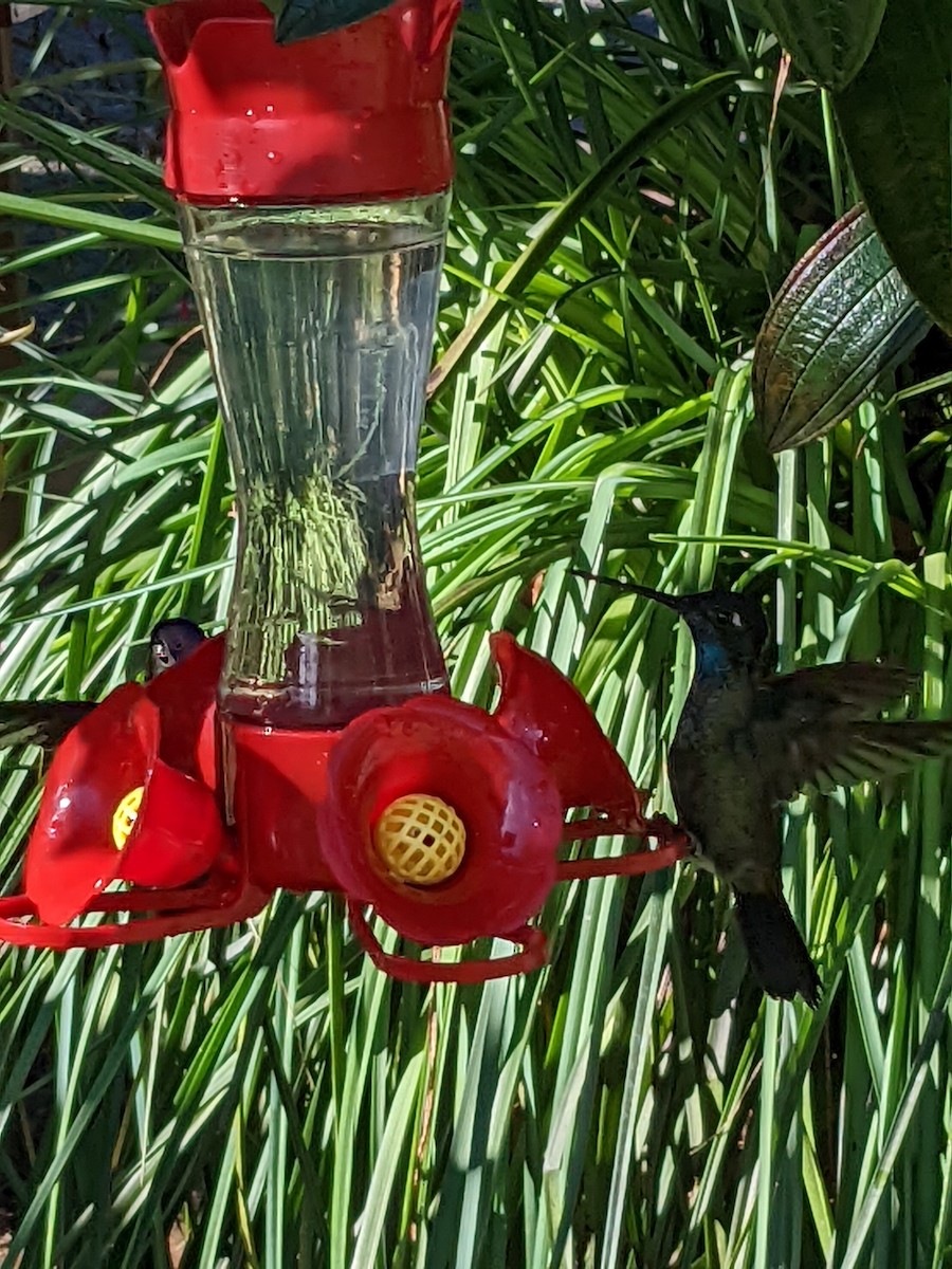 Talamanca Hummingbird - ML638357388