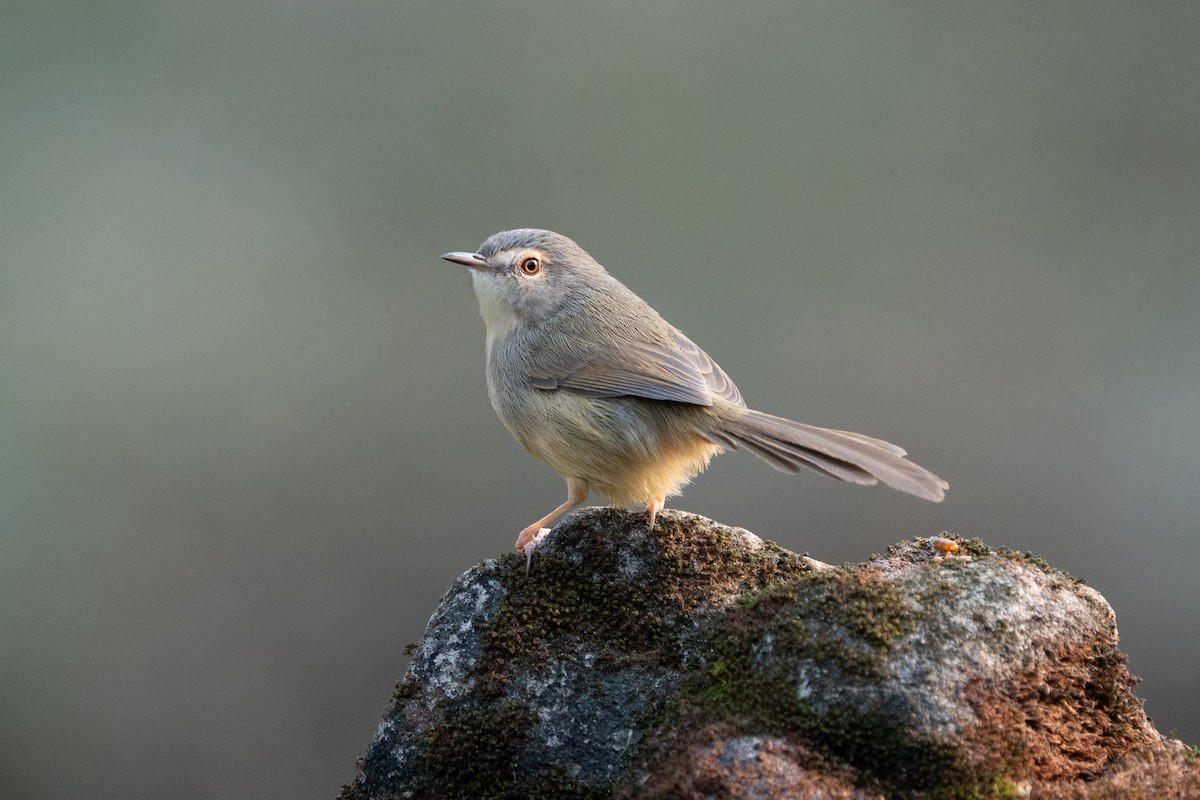 Yellow-bellied Prinia - ML638357391