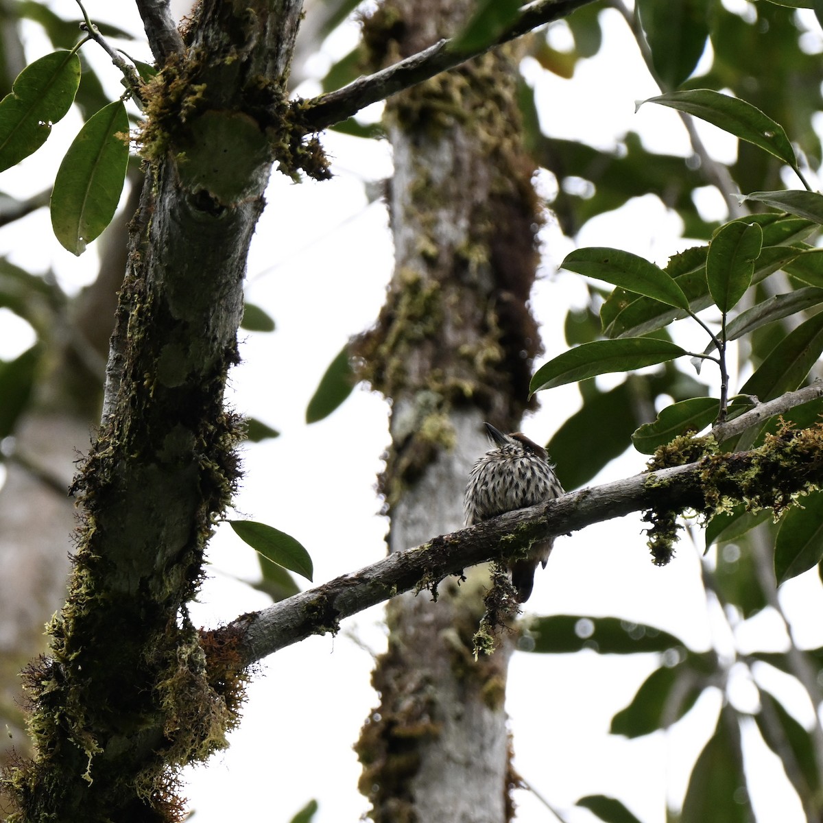 Lanceolated Monklet - ML638357394