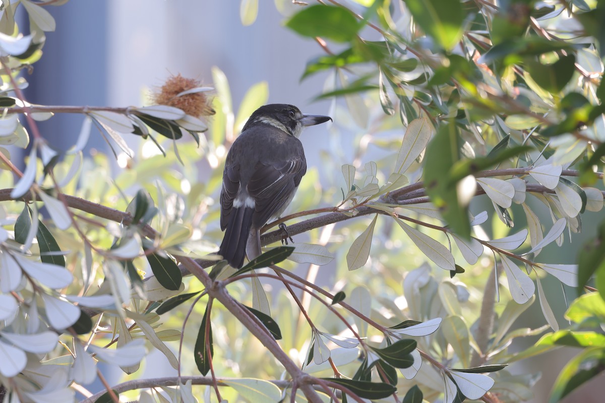 Gray Butcherbird - ML638357396