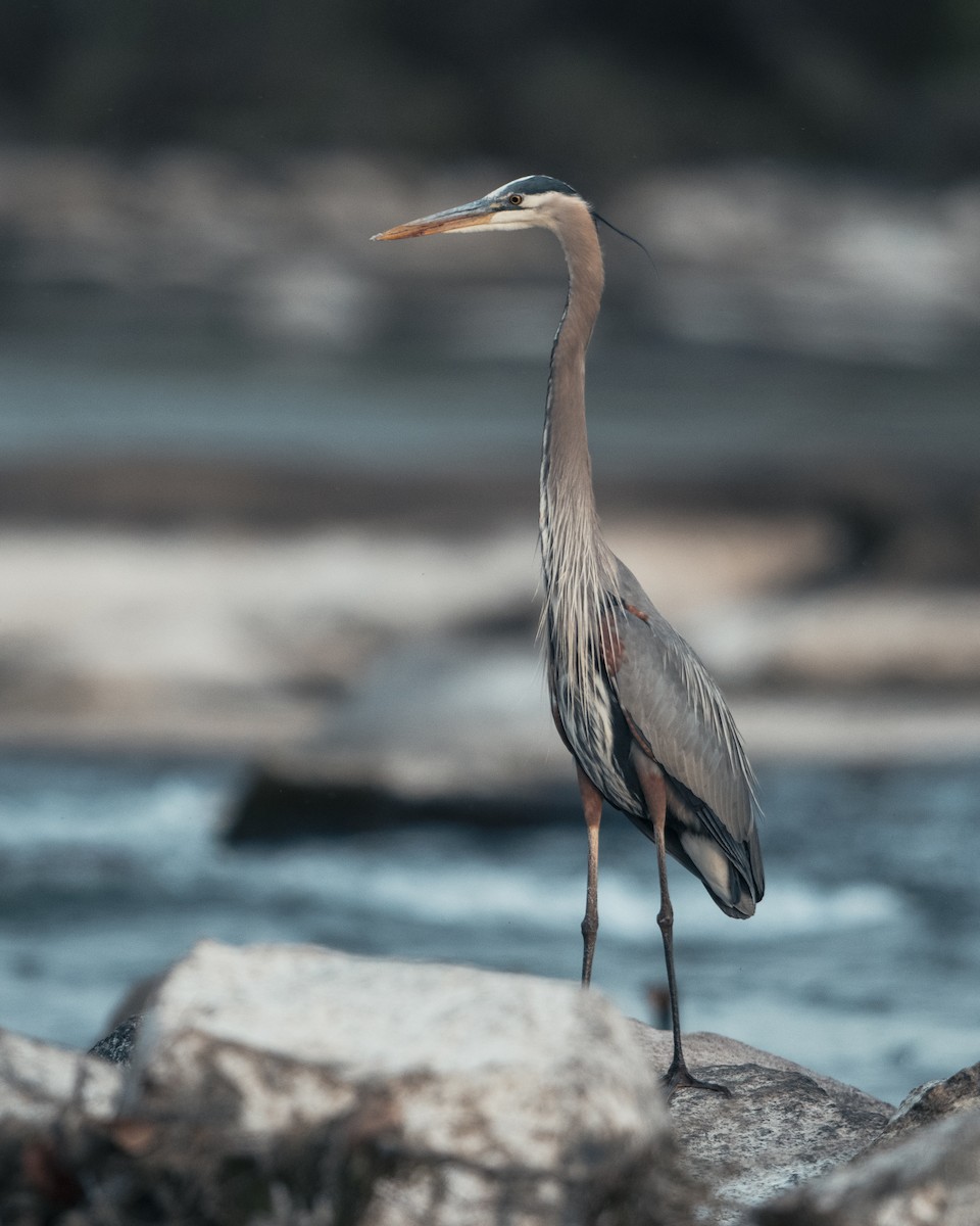 Great Blue Heron - ML638357398