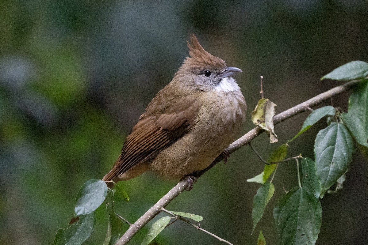 Puff-throated Bulbul - ML638357401