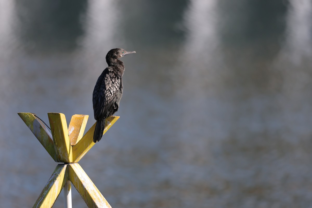 Little Black Cormorant - ML638357402